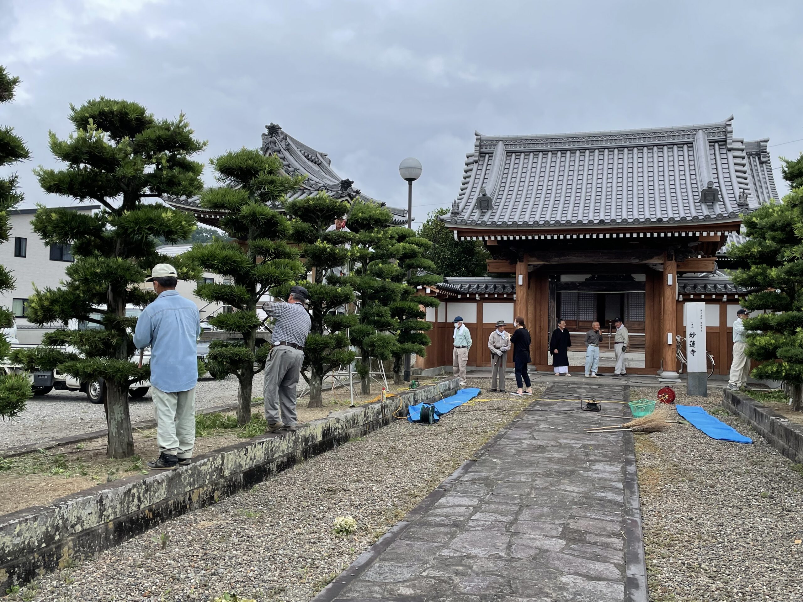 お寺の庭木の剪定